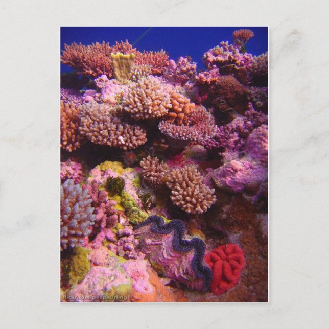 Coral Garden Postcard (Front)