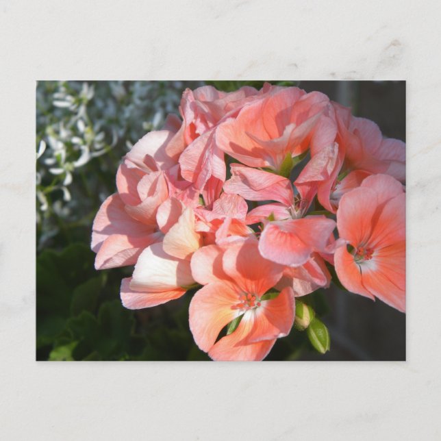 Coral geranium bunch postcard (Front)