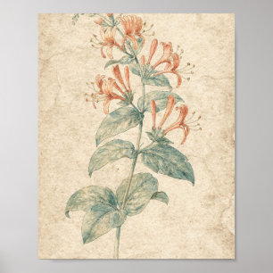 Coral Honeysuckle Vine Botanical Art Poster
