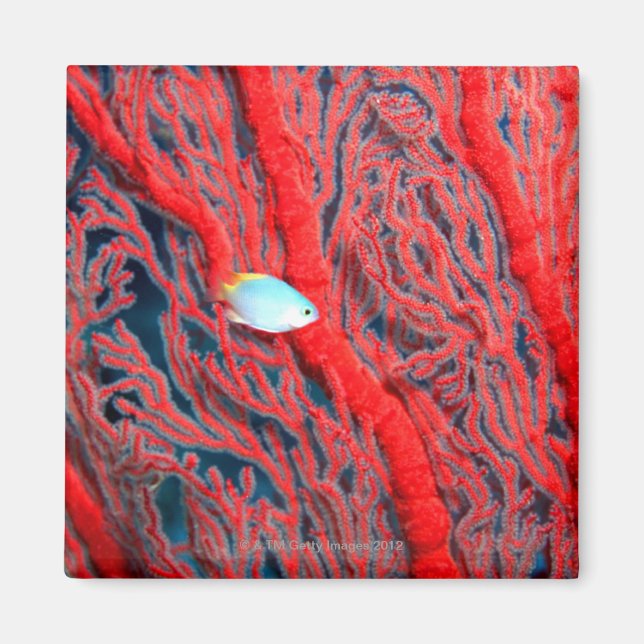 coral magnet (Front)