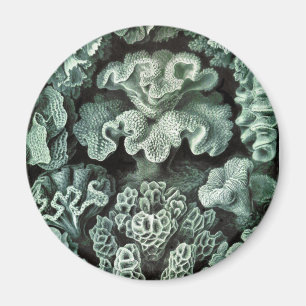 Coral Magnet