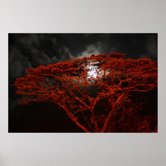 Coral Monkeypod and the Moon Poster (Front)