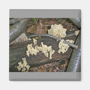 Coral Mushroom Coordinating Items Magnet