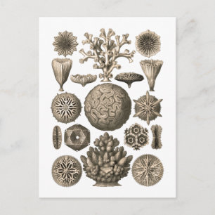 Coral Postcard