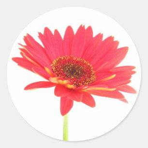 Coral Red Gerbera Daisy Stickers