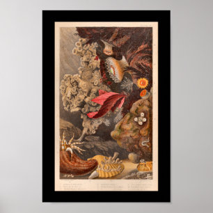 Coral Red Marine Life Vintage Art Print