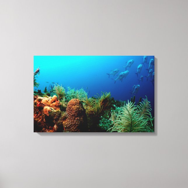 Coral Reef, Dry Tortugas National Park, Florida Canvas Print (Front)