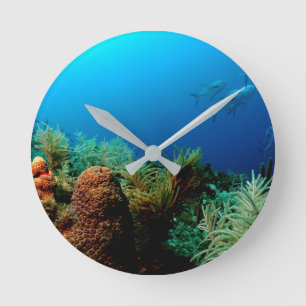Coral Reef, Dry Tortugas National Park, Florida Round Clock