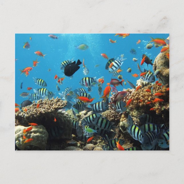 Coral Reef Fish Naturescape Postcard (Front)