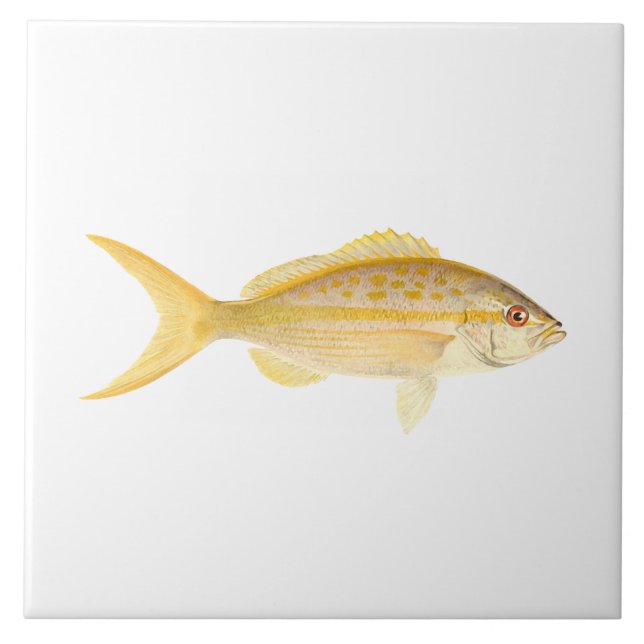 Coral Reef Fish - Yellowtail Snapper Tile (Front)