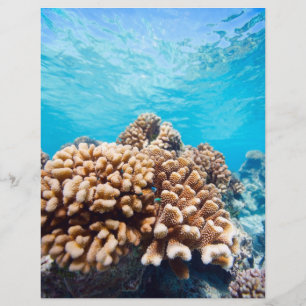 Coral reef flyer