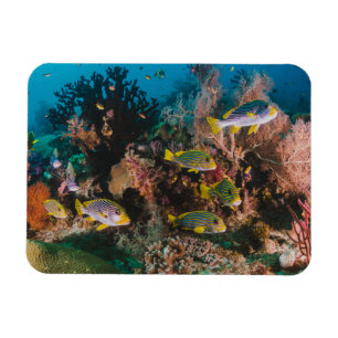 Coral Reef magnet