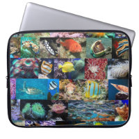 Coral Reef Marine Life Fish and Animals Scientists