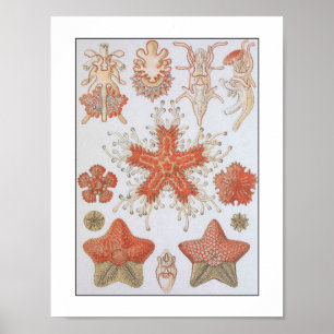 Coral Reef Marine Life JellyFish Sea Creatures Poster