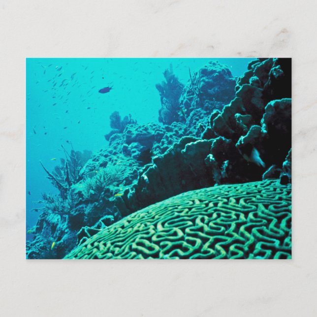 Coral Reef Postcard (Front)