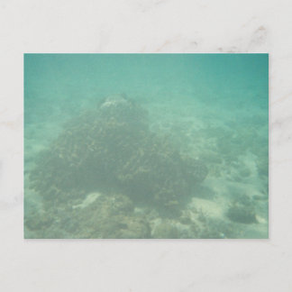Coral Reef Postcard