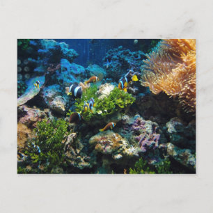 Coral Reef postcard