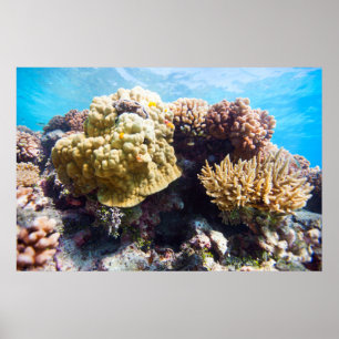 Coral reef poster
