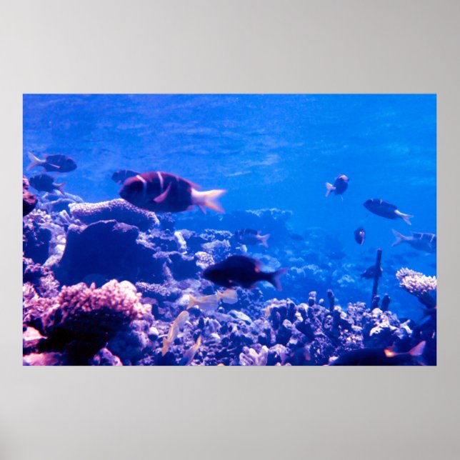 Coral Reef Poster (Front)