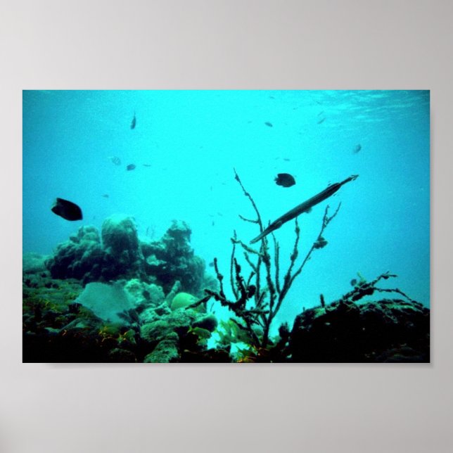 Coral Reef Poster (Front)