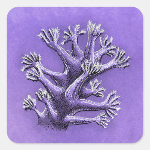 Coral Reef Purple Marine Biology Art Square Sticker