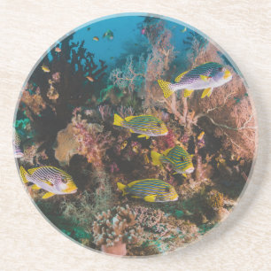 Coral Reef sandstone coaster