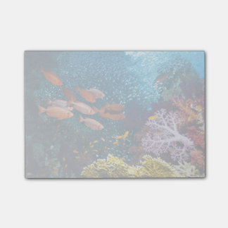 Coral Reef Scenery | Bigeye Or Goggle-Eye Post-it Notes