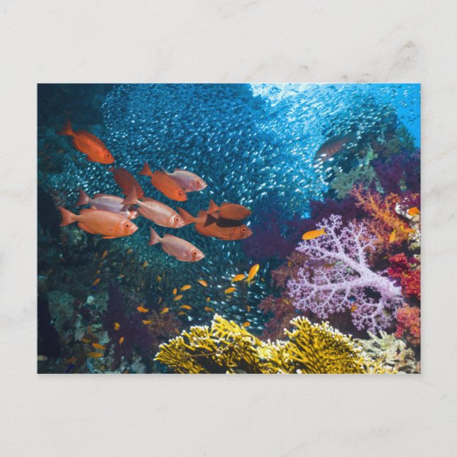 Coral Reef Scenery | Bigeye Or Goggle-Eye Postcard (Front)