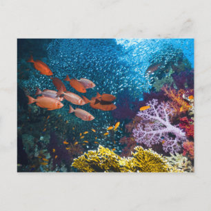 Coral Reef Scenery   Bigeye Or Goggle-Eye Postcard