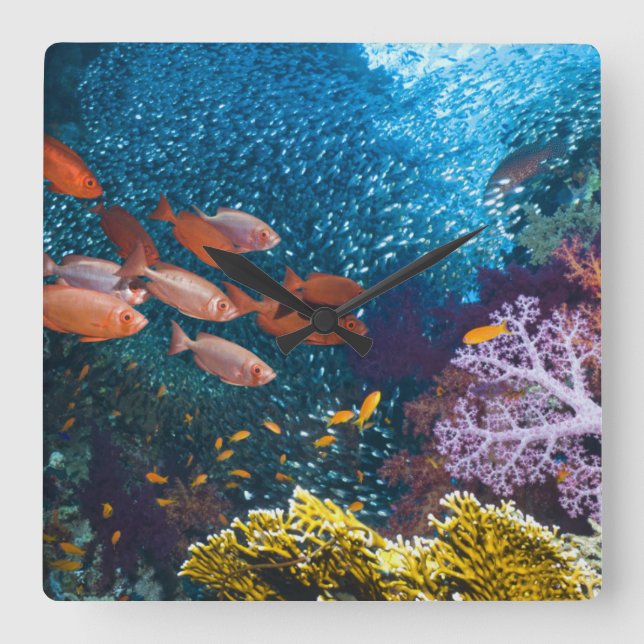 Coral Reef Scenery | Bigeye Or Goggle-Eye Square Wall Clock (Front)