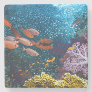 Coral Reef Scenery Bigeye Or Goggle-Eye Stone Coaster