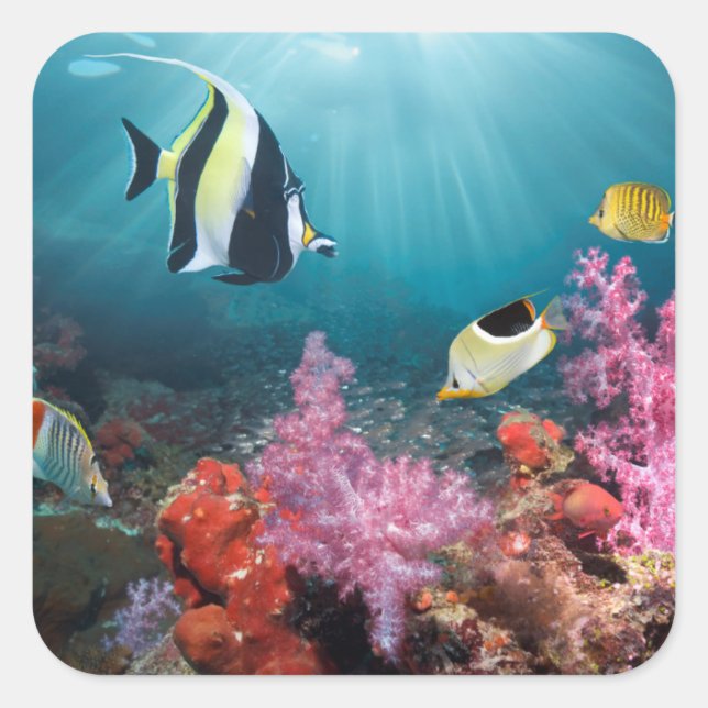 Coral Reef Scenery | Moorish Idol Square Sticker (Front)