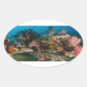 Coral Reef stickers