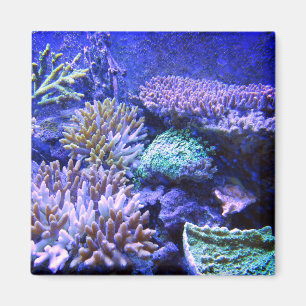 Coral reef tropical Caribbean blue green purple Magnet