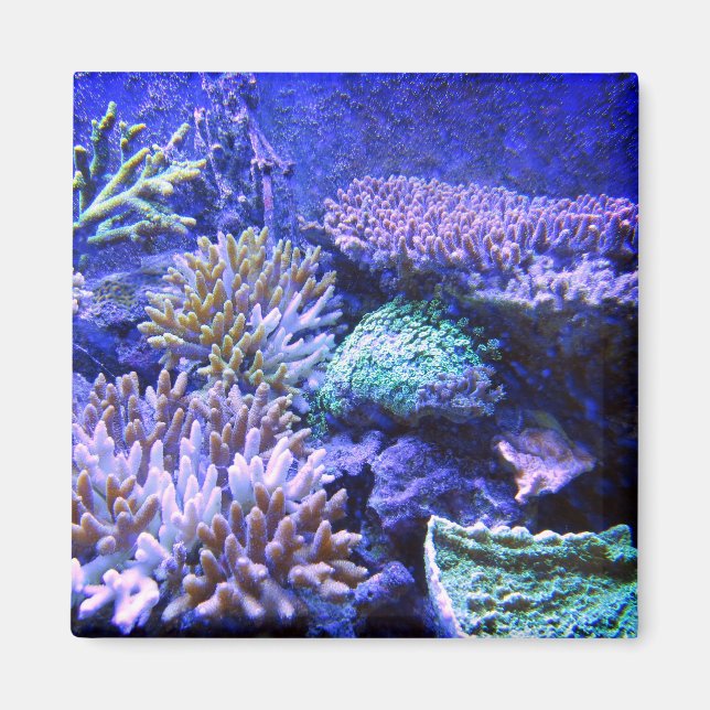 Coral reef tropical Caribbean blue green purple Magnet (Front)