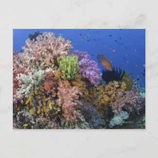 Coral reef, uderwater view postcard