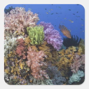 Coral reef, uderwater view square sticker