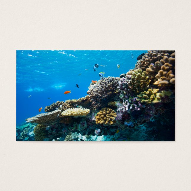 Coral reef underwater (Front)