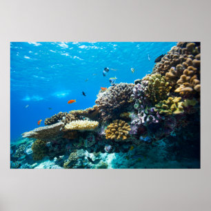 Coral reef underwater poster