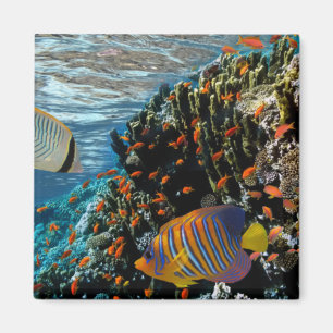 Coral Reef with Fire Coral and Exotic Fishes     Magnet