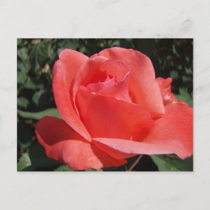 Coral Rose Postcard