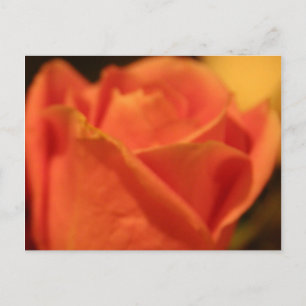 Coral Rose Postcard