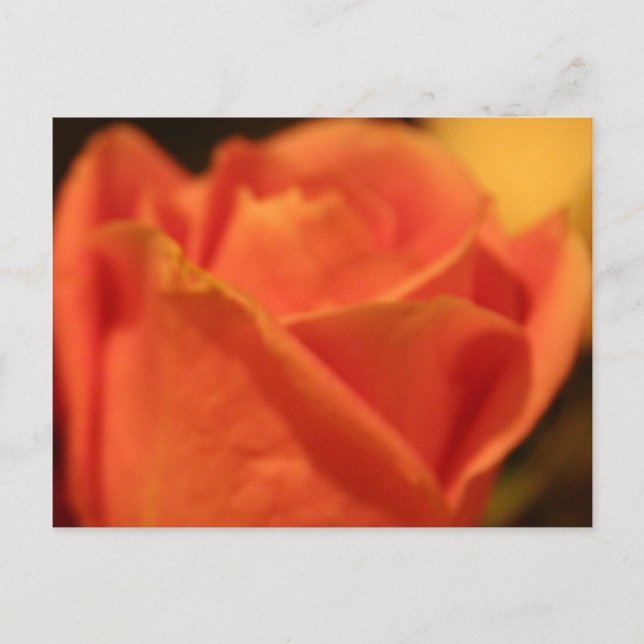 Coral Rose Postcard (Front)