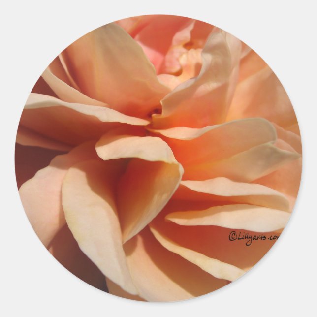 Coral Rose Wedding Envelope Seal (Front)