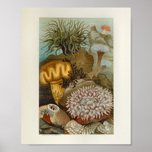 Coral Sea Anemone Marine Life Print (Front)