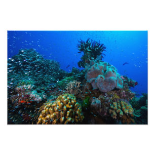 Coral Sea Photo Print