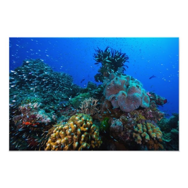Coral Sea Photo Print (Front)