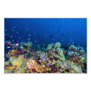 Coral Sea Photo Print