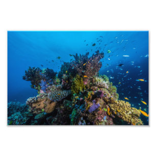 Coral Sea Photo Print