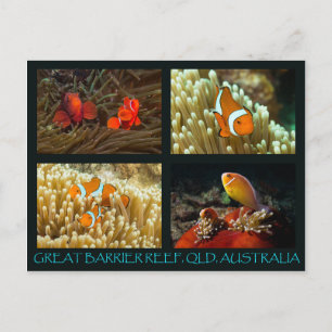 Coral Sea Postcard - Clownfish